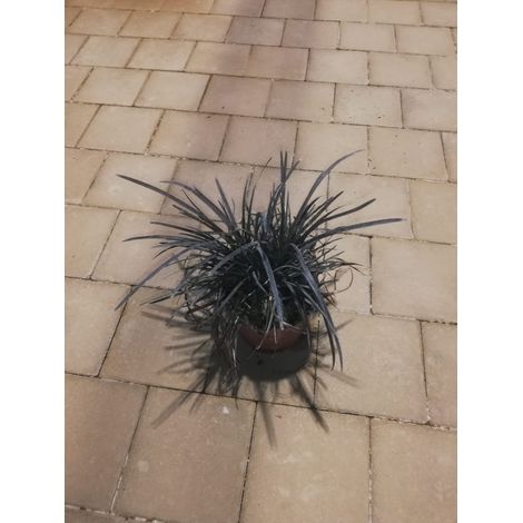 Ophiopogon Planiscapus Nigrescens v17