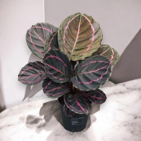 Gardenaria Calathea roseopicta 'Dottie' - Pianta da interno ornamentale - Altezza: 35 cm (vaso 12) (1/5)