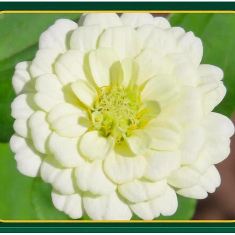 1000 graines de zinnia, graines de fleurs de zinnia, graines pour pots, semis toute l'année, idéal pour les jardins ((blanc) (1/5)