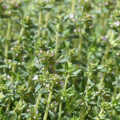 6x Thym - Thymus vulgaris - Pot 9x9cm (1/2)