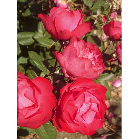Rosier à massif 'Cherry Bonica' Pot de 4L/5L