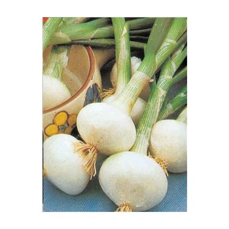 OIGNON BLANC EXTRA HATIF DE MALAKOFF - 5 G
