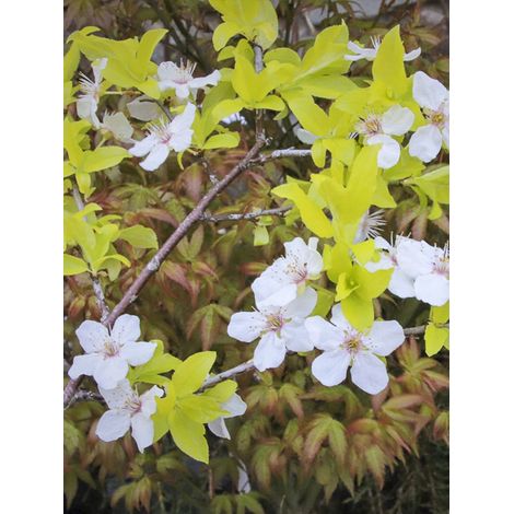 Cerisier à fleurs, Prunier myrobolan 'Zloty Oblok' Pot de 4L/5L