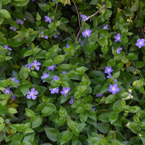 Gardenaria Vinca minor 'Ralph shugert' - Arbusto ornamentale da giardino - Altezza: 20/25 cm (vaso19) (1/2)