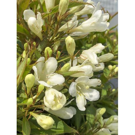 Weigela 'Picobella Bianco' Pot de 3L/4L