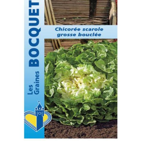 Chicorée sauvage 'Grosse Bouclée' le sachet de 1800 graines (3g) (1/2)