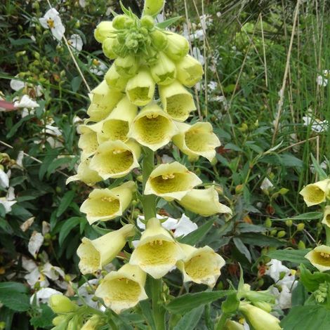 4 x Digitale à grandes fleurs - Digitalis grandiflora  - godet