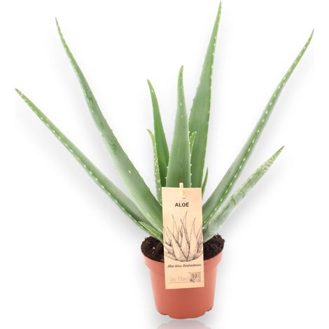 Gardenaria Aloe vera - Pianta da interno ornamentale - Altezza: 40 cm (vaso 12) (1/5)