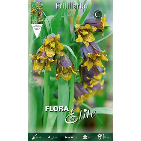 Bulbi di Fritillaria Uva-Vulpis 15 Bulbi