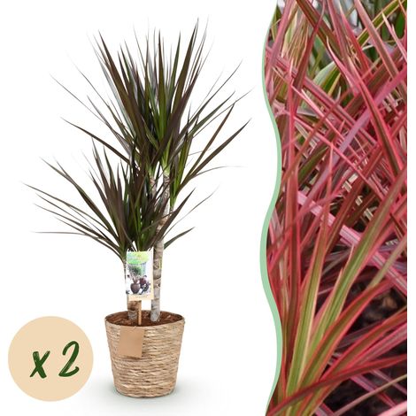 Lot de 2 Dracaena Magenta Arbre à Sang de Dragon avec Paniers Plantes d'Intérieur Rouge 70-80 cm - PANGIVO (1/5)