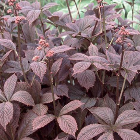 4 x Rodgersia pinnata 'Braunlaub' - godet 9x9 cm