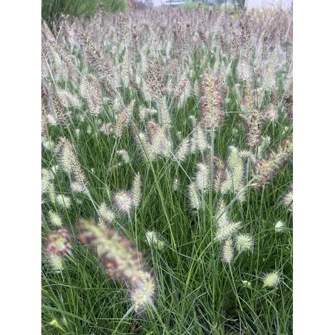 3 x Pennisetum Little Bunny - Herbe aux fontaines naine en pot de 9x9cm (1/3)