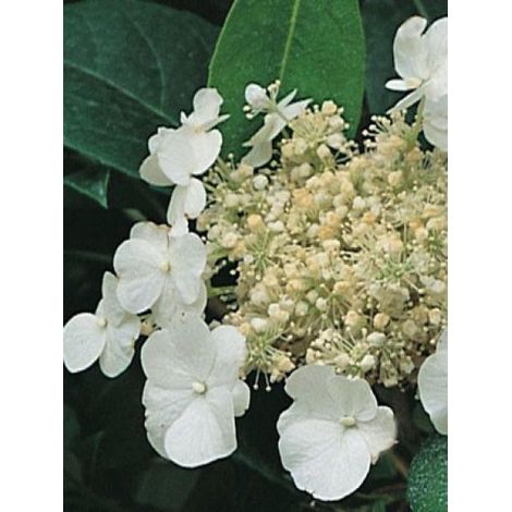 Hortensia 'Seemanii' le sachet de 200 graines (2g)