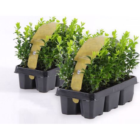 Bosso "Buxus microphylla Faulkner" 12 piante da siepe sempreverde in vaso bio ø9 cm