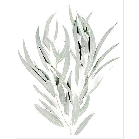 Prints Muraux Botaniques - Illustrations Florales et Feuillages - Format 20 x 25 cm - Non Encadrés - Pour Cuisine Salon Chambre Bureau (1/4)