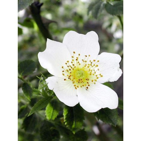 Rosier arvensis Pot de 2L/3L