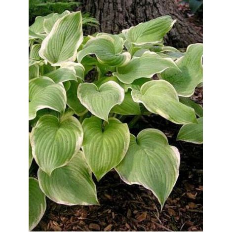 Hosta  'Fragrant Bouquet' Godet de 8/9 cm (1/4)