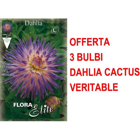 OFFERTA 3 BULBI PRIMAVERILI DI DAHLIA CACTUS VERITABLE BULBO BULBS BULBES