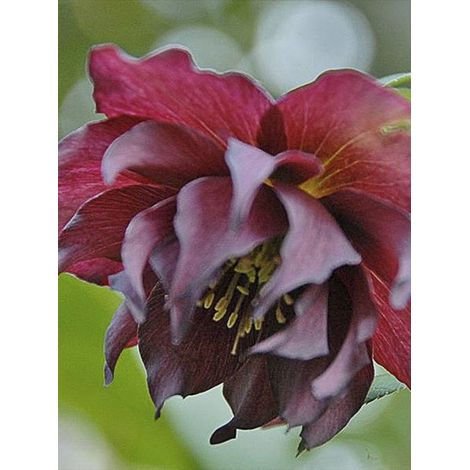 Hellébore orientale 'Double Red' Pot de 2L/3L (1/3)