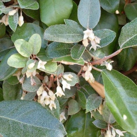Chalef d'Ebbingei - Elaeagnus xebbingei en Pot 30L 150/175cm (1/4)