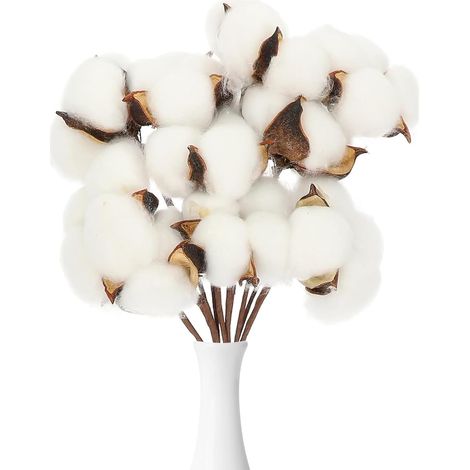 Lot de 10 branches de coton véritable séchées Décoration en coton blanc pour vase mariage fête décoration de chambre