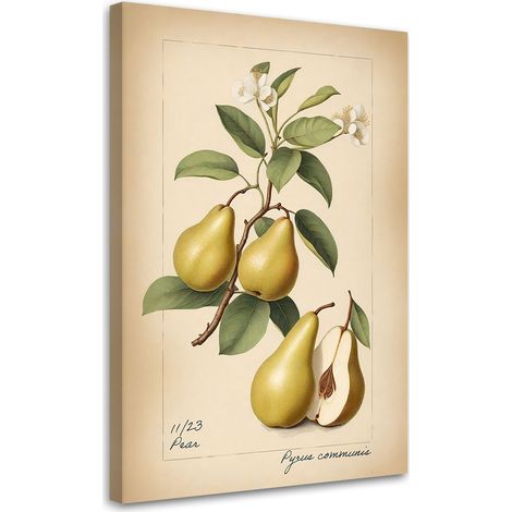 Tableau sur toile Tableau sur toile Les fruits La poire d'antan 60x90 (1/5)