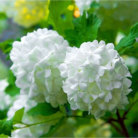 Viorne obier (Viburnum opulus) (1/4)