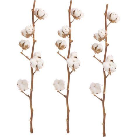 Ramo de Algodón Naturales Flor Natural 60cm de alto con 8 algodones cada tallo Ramo 3 tallos -