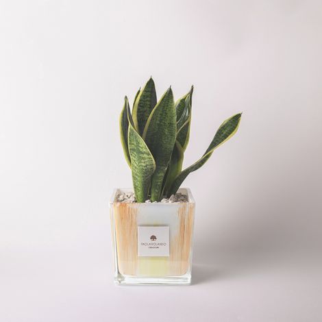 Sansevieria in vaso cubo vetro decorato Made in Italy Clio - Arancione