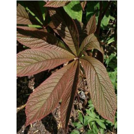 Rodgersia à feuilles de marronnier 'Irish Bronze' Godet de 8/9 cm (1/2)