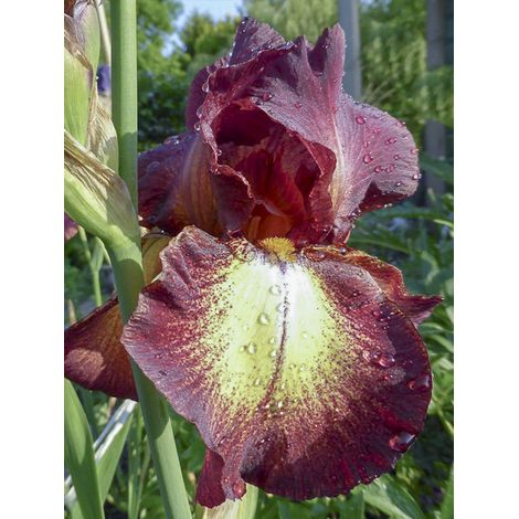 Iris des jardins 'Provençal' Rhizome, Calibre 10/15, qualité extra