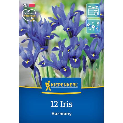 Kiepenkerl Herbstblumenzwiebel Netzblatt-Schwertlilie 12 Pflanzen (1/2)
