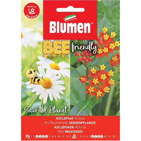 SEMI ASCLEPIAS ROSSA BLUMEN