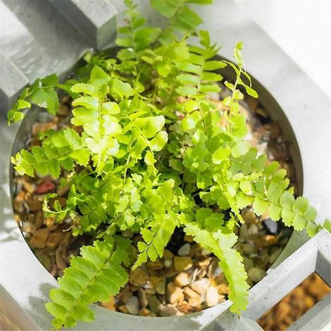 Mini aquarium, kit de démarrage, filtre à eau silencieux B-- (1/5)