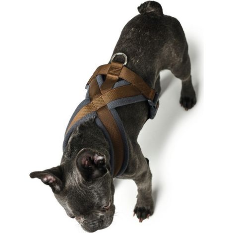 Harnais pour Chien Hunter London Comfort XS-S 39-47 cm Marron (1/3)