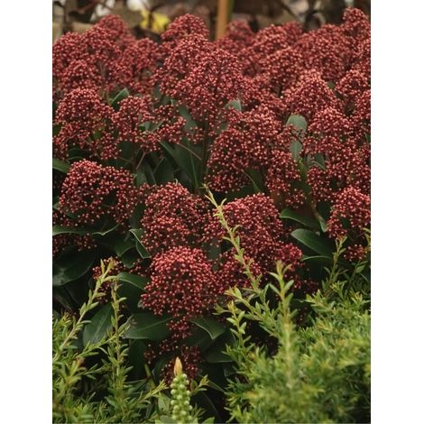 Skimmia du Japon 'Rubella' Pot de 12 cm / 13 cm (1/3)