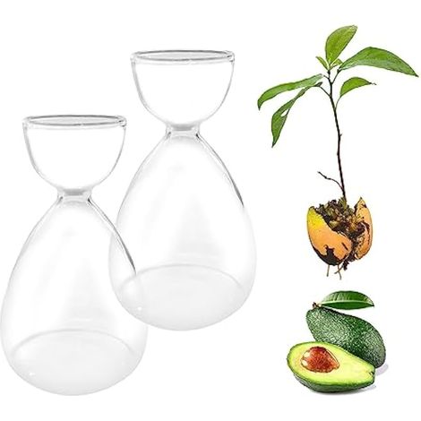 Vase de démarrage de graines d'avocat – Vase en verre d'avocat pour la culture, vase hydroponique, décoration de table d'intérieur (1/5)