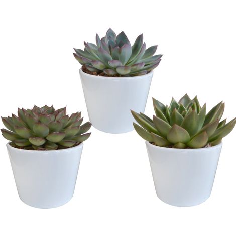Lot de 3 Echeverias Plantes Grasses Succulentes Variées avec Pots Blancs Ø 10,5 cm - PANGIVO (1/5)