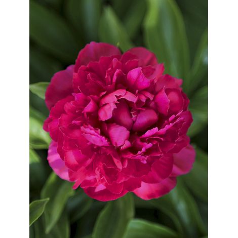 Pivoine de Chine 'Big Ben' Pot de 3L/4L