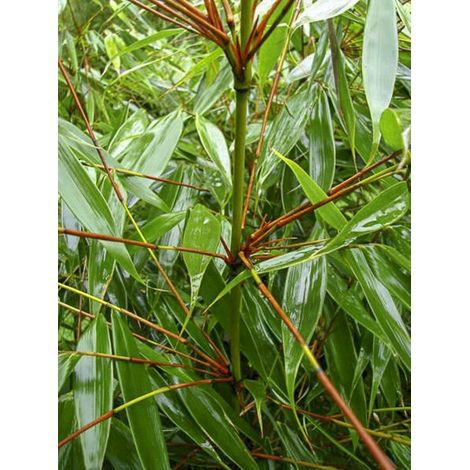 Bambou non traçant 'Wenchuan' Pot de 12L/15L (1/4)
