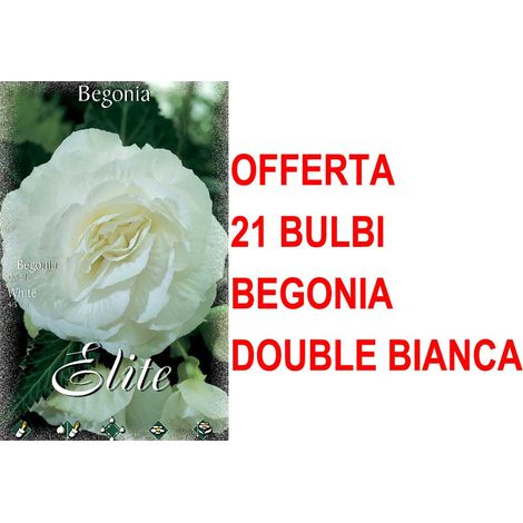 OFFERTA 21 BULBI PRIMAVERILI BEGONIA DOUBLE BIANCA BULBS FIORI
