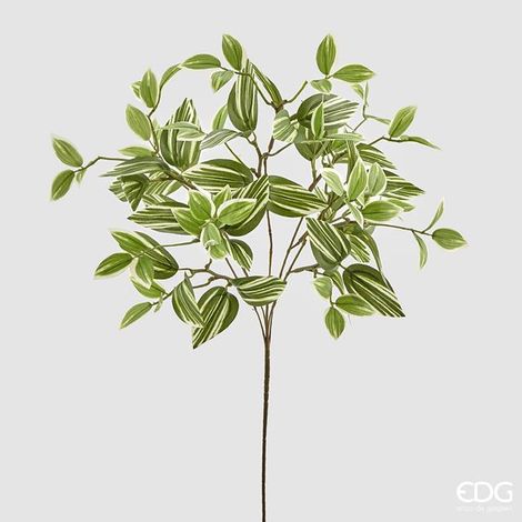 EDG Ramo Zebrina H 60 cm (1/2)