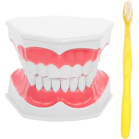 1 modèle pédagogique de dents (1/3)