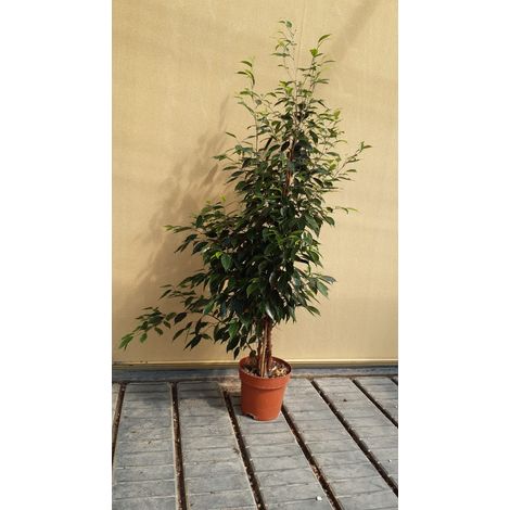 Ficus Benjamin Exotica (1/3)