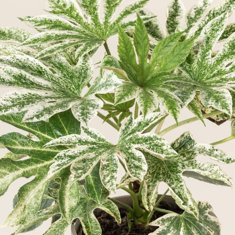 Fatsia japonica Spider's Web – Pianta Sempreverde Variegata in Vaso 24