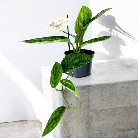 Gardenaria Monstera obliqua 'Peru' - Pianta da interno ornamentale - Altezza: 25 cm (vaso 12) (1/5)