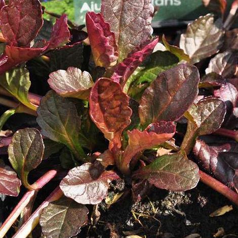 4 x Bugle rampant pourpre 'Atropurpurea' - godet 9x9 cm