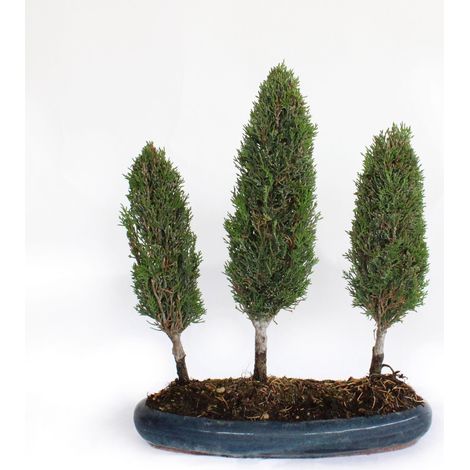 Bonsai Cupressus Sempervirens - Boschetto 3 Cipressi - H 40-45 cm Vaso Ø 33 cm (1/3)