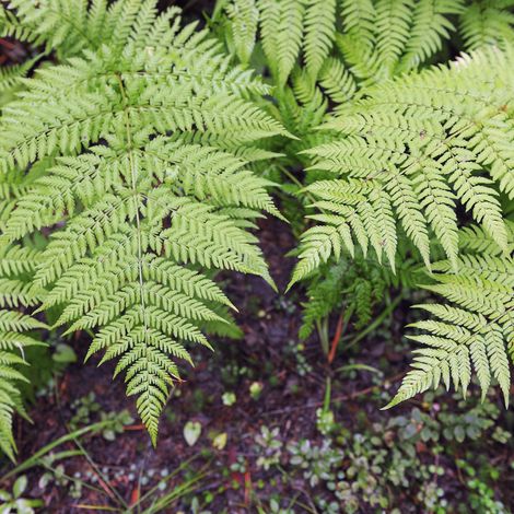 Fougère mâle - Dryopteris filix-mas 20 cm Godet 9cm (1/3)