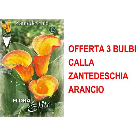 BULBI PRIMAVERILI OFFERTA 3 BULBI CALLA ZANTEDESCHIA ARANCIO BULBO BULBS